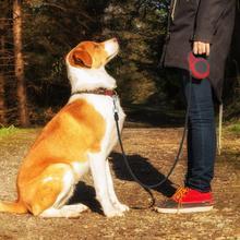 Automatic Retractable Dog Leash